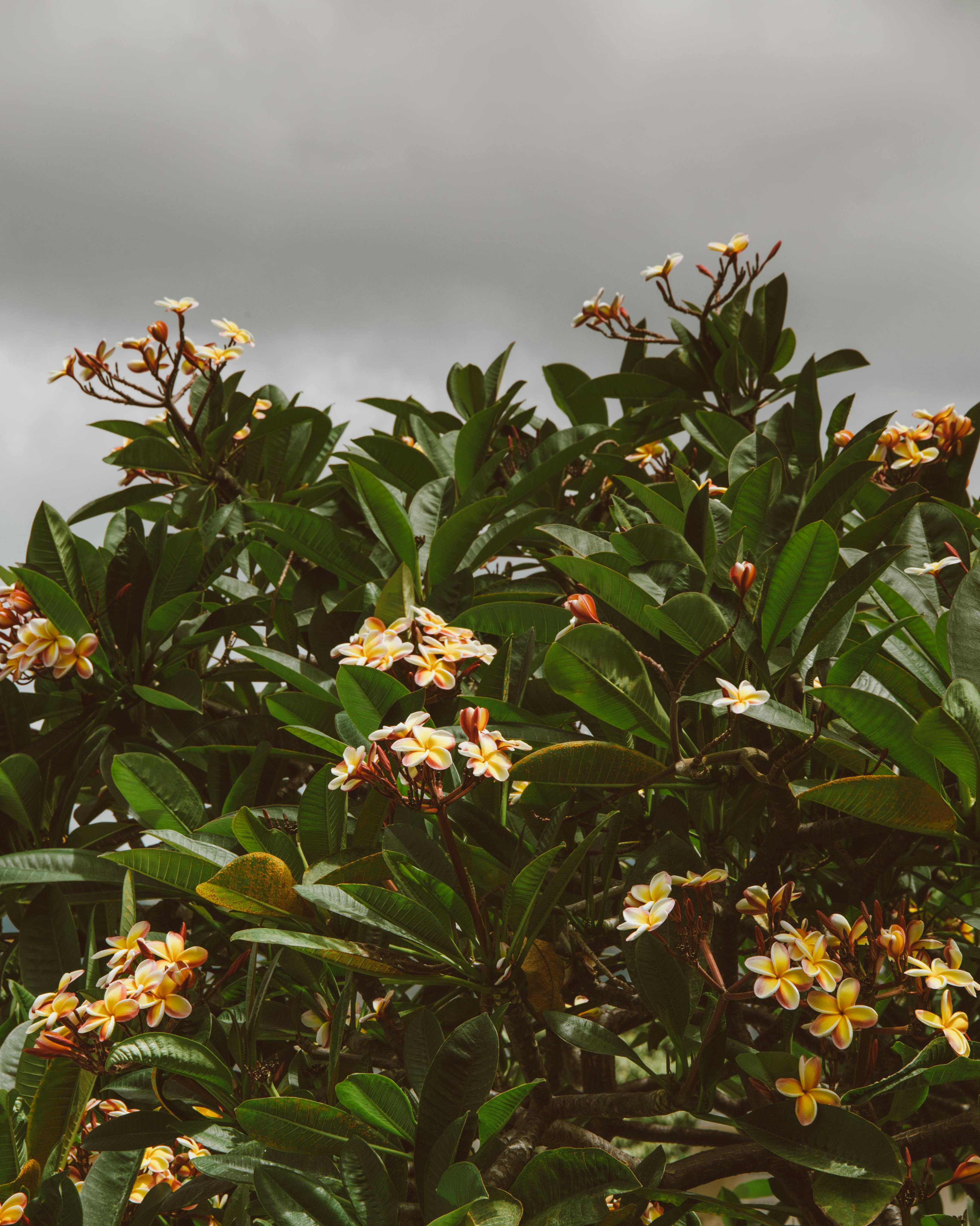 Hawaiian plumeria tree in bloom with yellow and white flowers